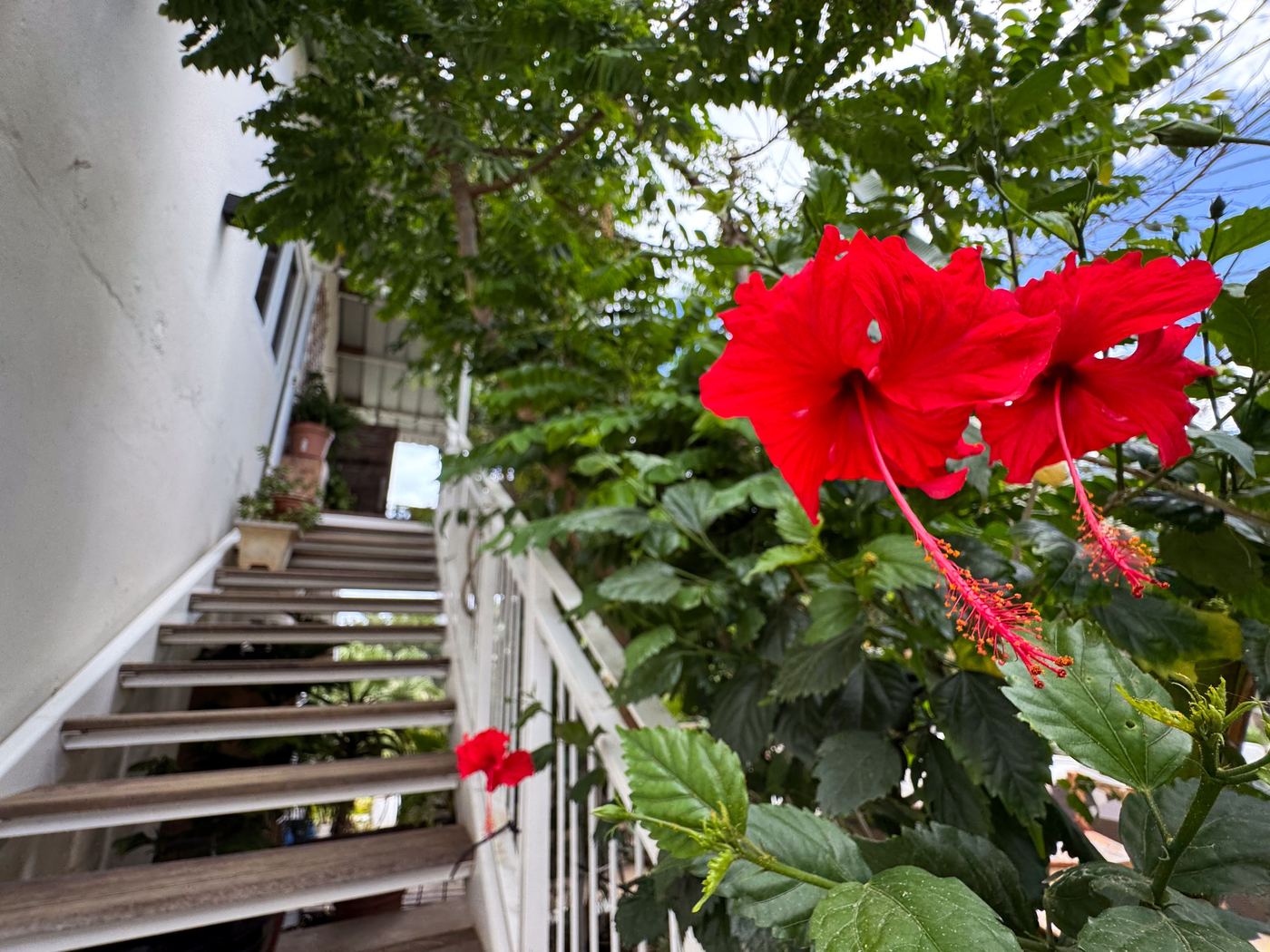 Villa Lacaze Flamboyant photo 64